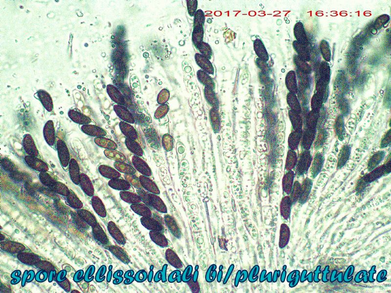 Lopadostoma dryophilus